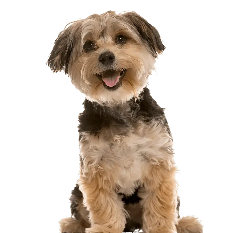 A happy dog A happy dog