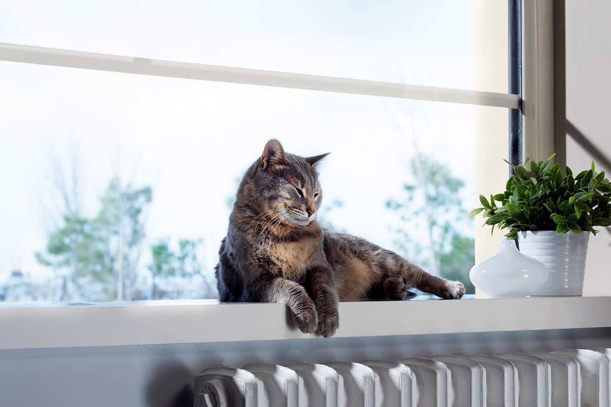 A cat laying down A cat laying down