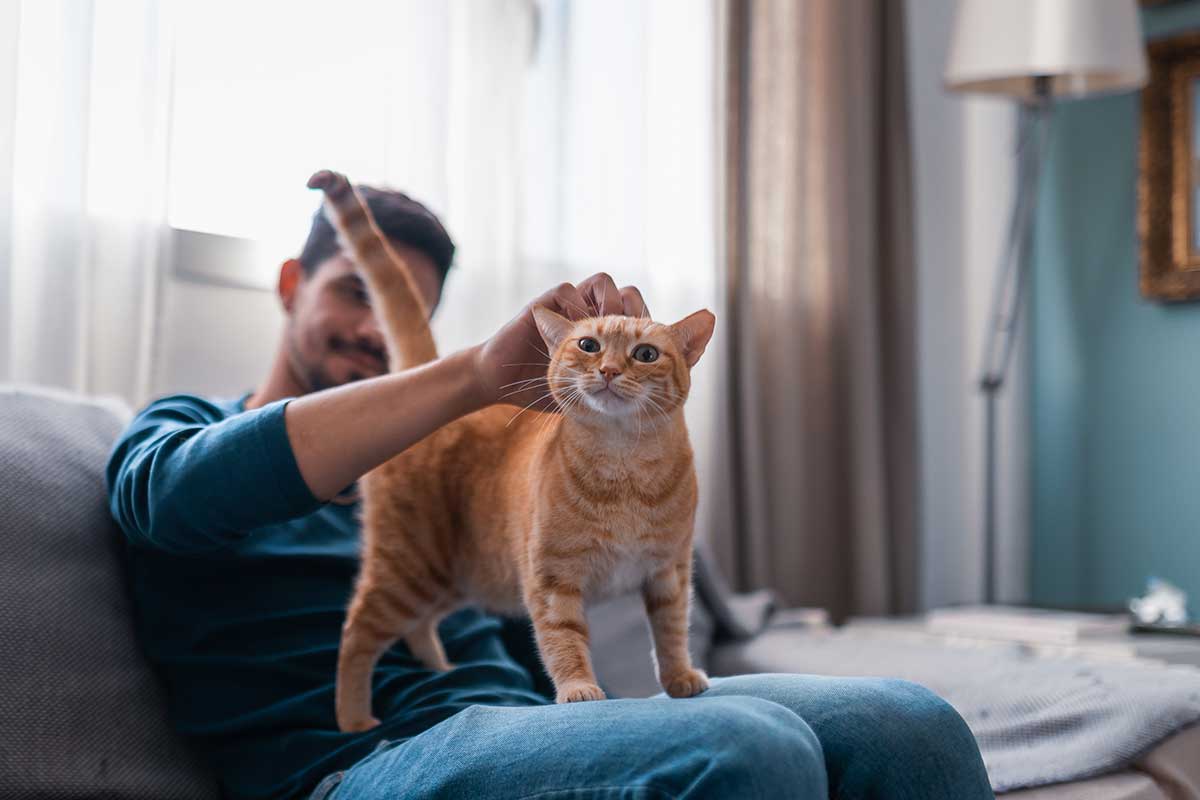 A man petting a cat A man petting a cat