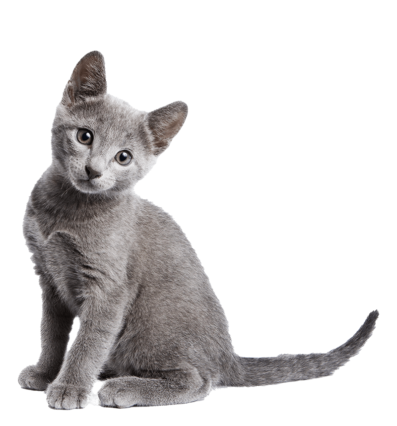 A grey kitten A grey kitten