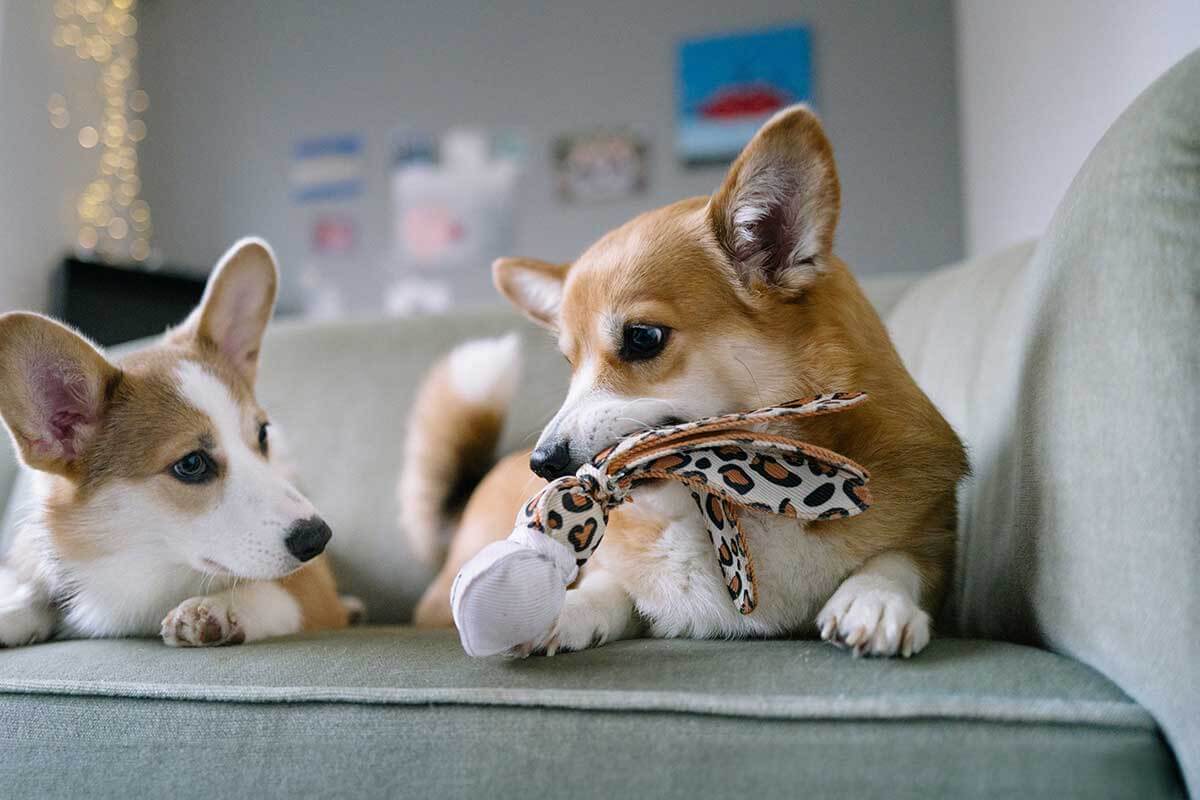 Corgis Corgis